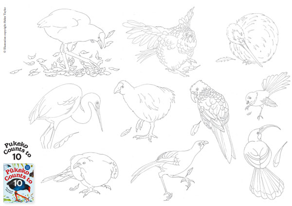 Colour in the ten / tekau birds that help Pūkeko learn to count!