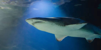 SEA LIFE Kelly Tarlton's