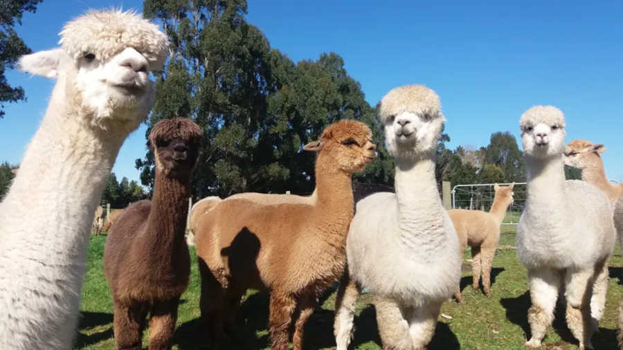 Cornerstone Alpacas