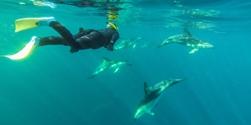 Dolphin Encounter