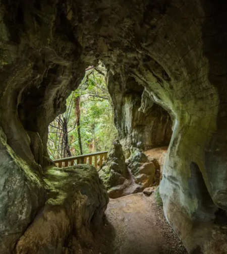 Ruakuri Walk