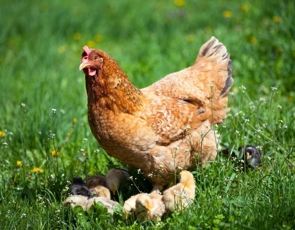 Caring for chickens