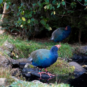 Orokonui Ecosanctuary – Te Kowowai o Mihiwaka