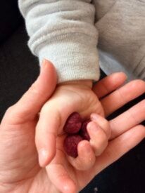 Baby hand holding a little bellies snack ball. 