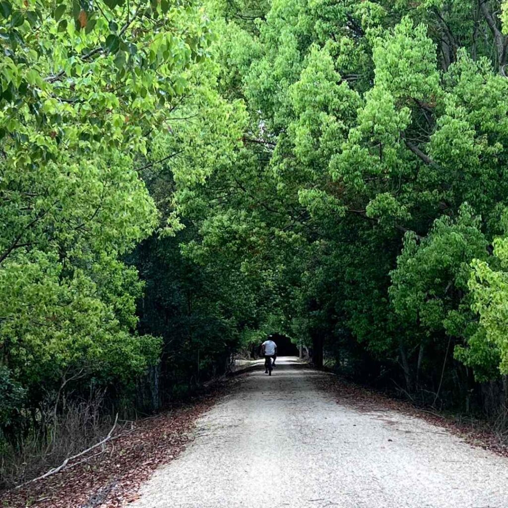 Man cycling through a forrest pathway.